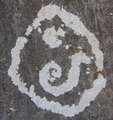 Lecanora pseudistera