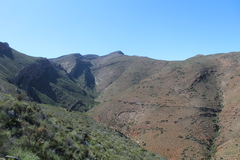 Dicerothamnus rhinocerotis