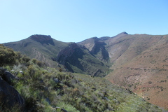 Dicerothamnus rhinocerotis