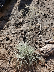 Pseudognaphalium beneolens