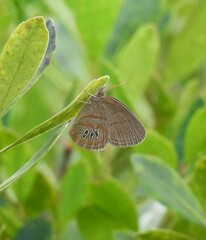Neonympha areolatus