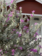 Heraclides cresphontes