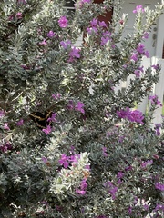 Heraclides cresphontes