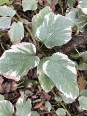 Aegopodium