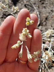 Pseudognaphalium beneolens