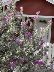 Heraclides cresphontes