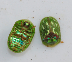 Cassida corallina