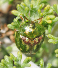 Cassida corallina
