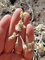 Pseudognaphalium beneolens