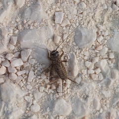 Eumodicogryllus bordigalensis