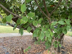 Cornus kousa