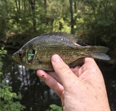Centrarchus macropterus