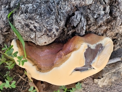 Ganoderma resinaceum