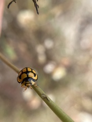 Cheilomenes lunata
