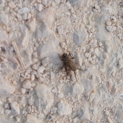 Eumodicogryllus bordigalensis