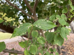 Cornus kousa