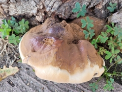 Ganoderma resinaceum