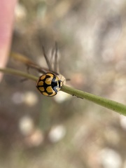Cheilomenes lunata