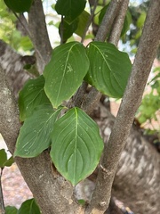 Cornus kousa