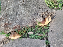Ganoderma resinaceum