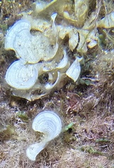 Padina pavonica