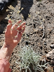 Pseudognaphalium beneolens