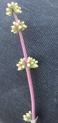 Crassula nudicaulis