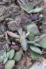 Crassula nudicaulis