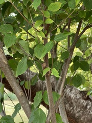 Cornus kousa