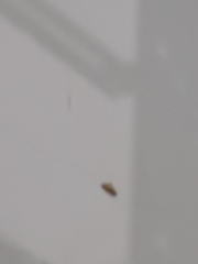 Tineola bisselliella