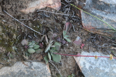 Crassula nudicaulis