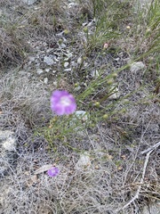 Agalinis edwardsiana
