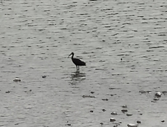 Plegadis falcinellus