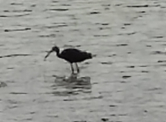 Plegadis falcinellus