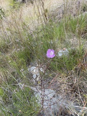 Agalinis edwardsiana