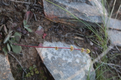 Crassula nudicaulis