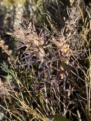 Orobanchaceae