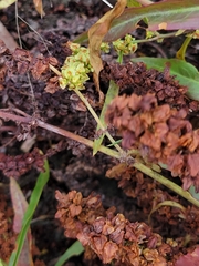 Rumex stenophyllus