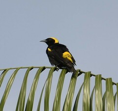 Icterus cayanensis