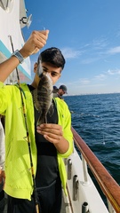 Centropristis striata