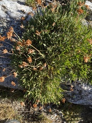 Trifolium dasyphyllum