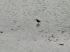 Plegadis falcinellus