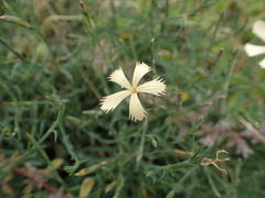 Dianthus namaensis