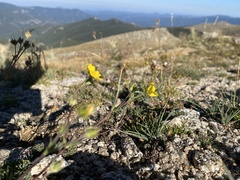 Potentilla rubricaulis