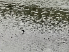 Plegadis falcinellus