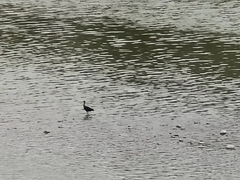 Plegadis falcinellus