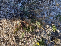 Potentilla rubricaulis