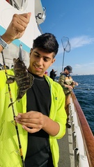 Centropristis striata