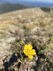 Potentilla rubricaulis