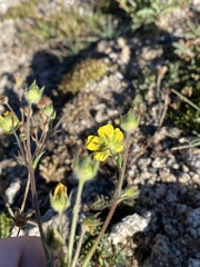 Potentilla rubricaulis